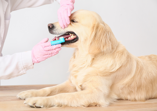 Barriers to dentistry