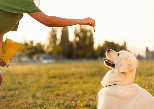 Post Covid behaviour problems - it's not all about pandemic pups! Using psychoactive medication in behaviour cases