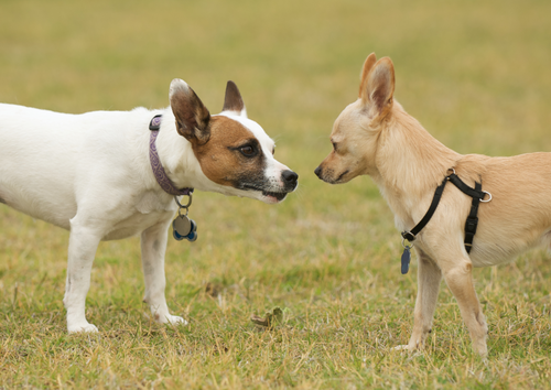 Post Covid behaviour problems – It’s not all about pandemic pups! Problems with social interactions