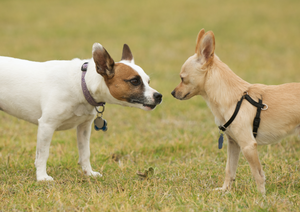 Post Covid behaviour problems - It's not all about pandemic pups! Problems with social interactions