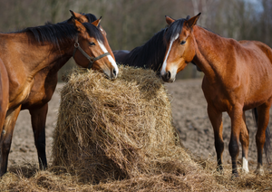 Practical equine nutrition - separating fact from fiction