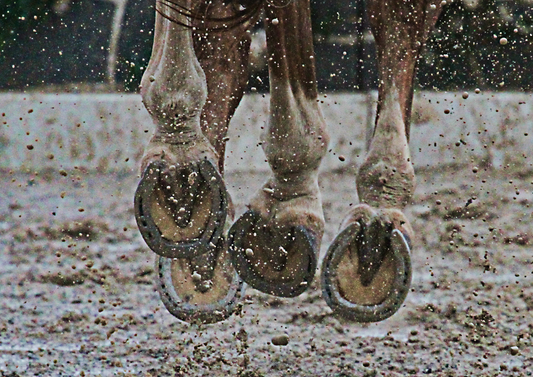 Laminitis - medical and orthopaedic aspects