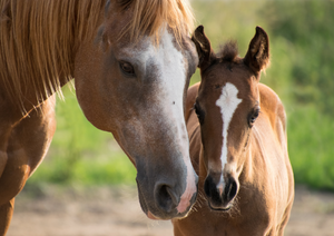 The difficult foaling