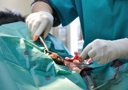 Successful surgical outcomes for BOAS patients