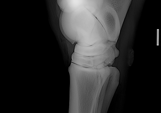 The Equine Stifle, an overview