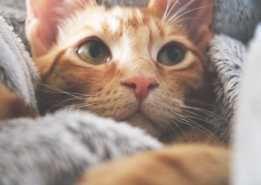 Optimal ongoing care for senior felines