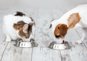 New ways for clinic nutrition. Probiotics, functional ingredients & aliments at Vet. Nutrition
