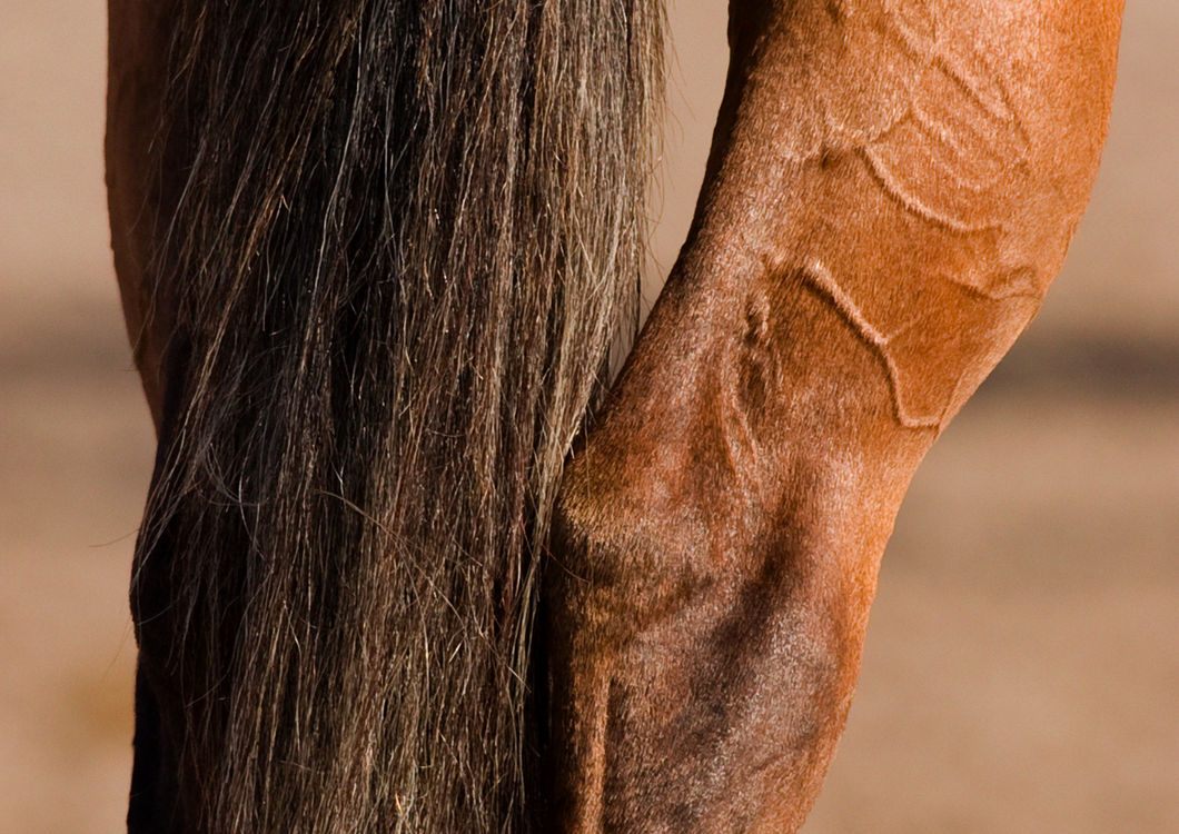 Diagnosis and management of soft tissue injuries of the hock