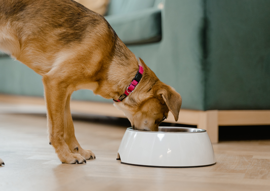 Feeding Fads: raw food, alternative and vegan diets and the risks clients need to know