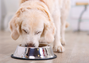 The health benefits of feeding dogs a balanced plant-based diet