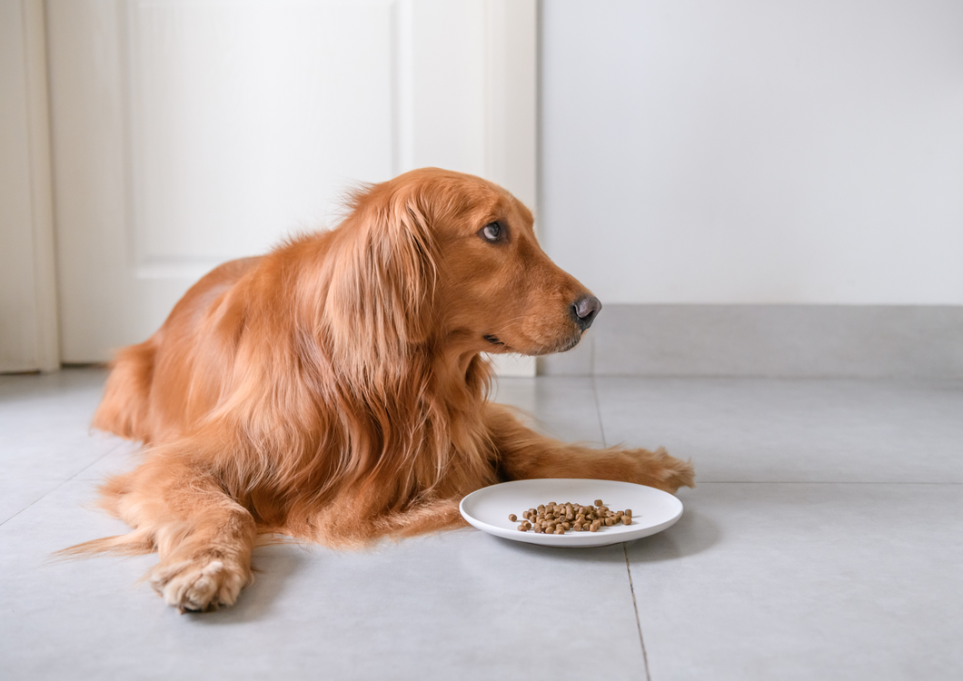 Stress and Anxiety in dogs post lockdown - Can nutrition play a part?