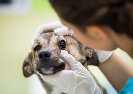 Ophthalmology - when it's not just conjunctivitis