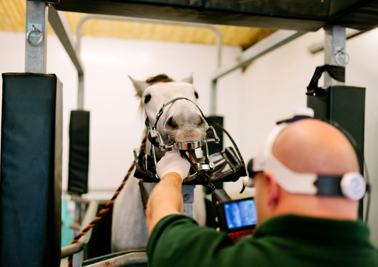 Dentistry for the geriatric horse - is less more?
