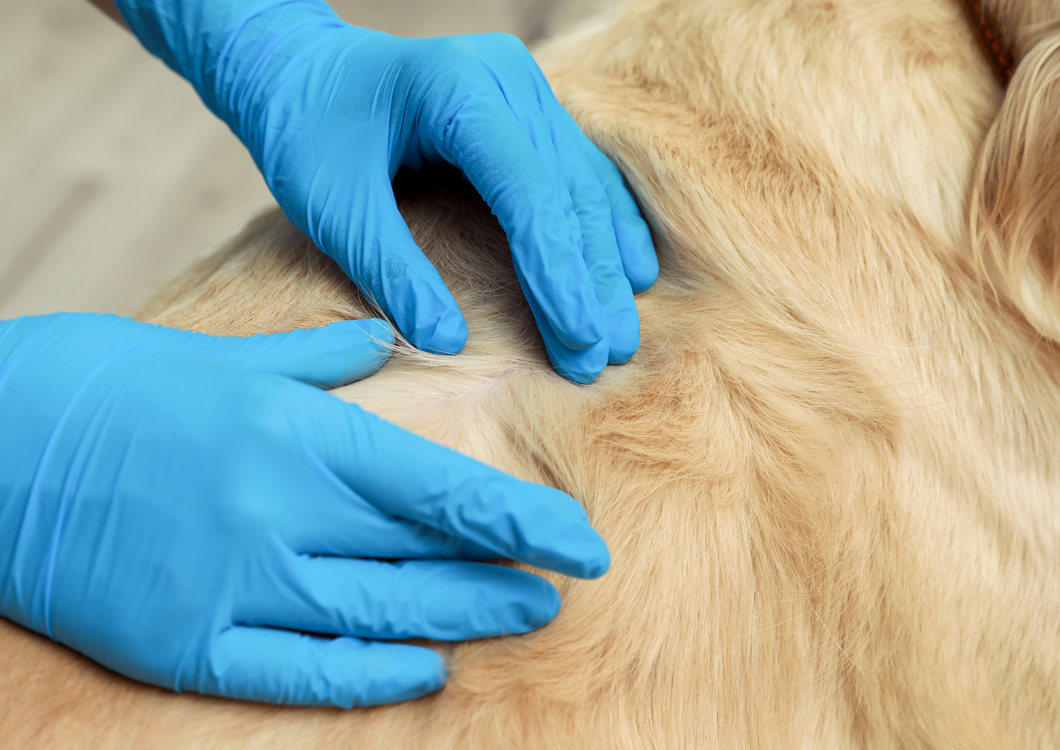 Chronic otitis in dogs: approach and management options