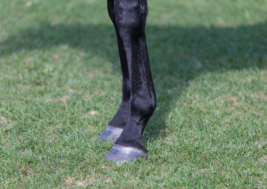 Evaluation of injuries to the pastern and digital flexor tendon sheath