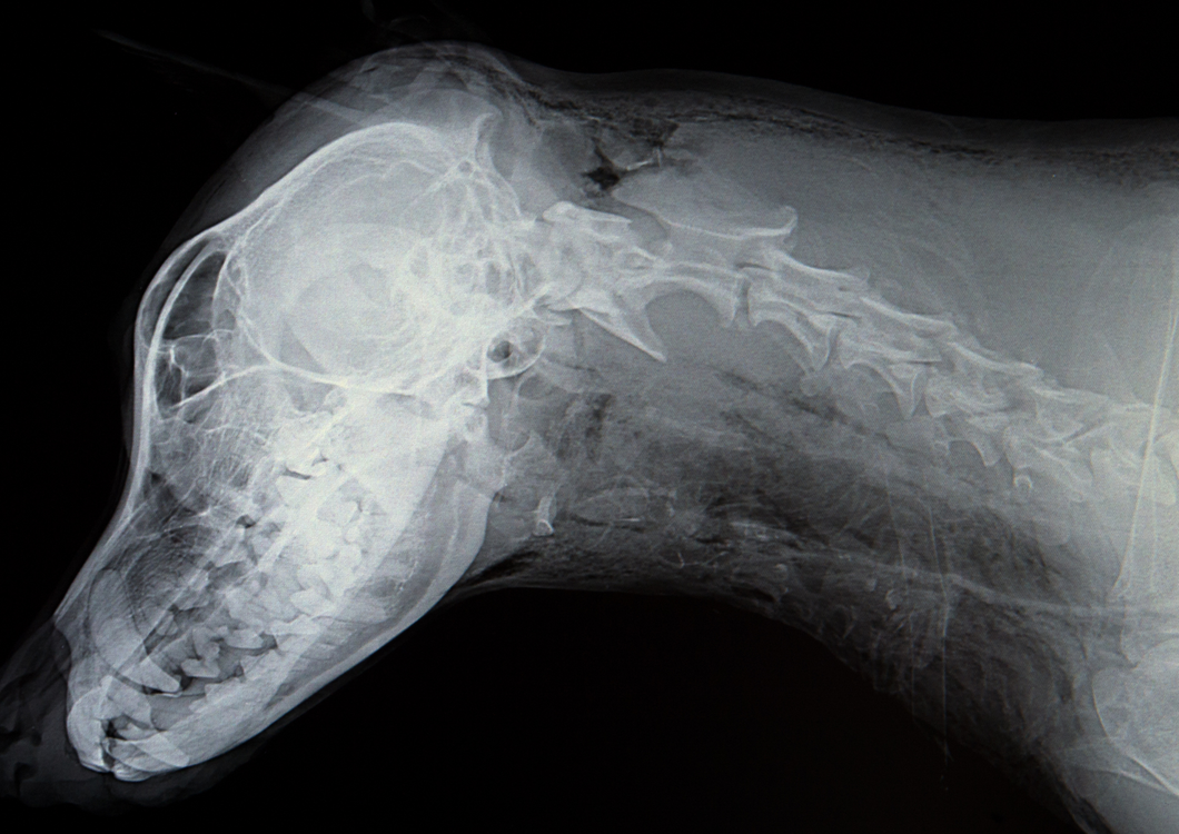 What's next for veterinary imaging - insights from human medicine