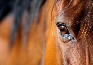 Assessment of the painful eye