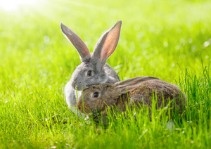 Pain Management in Rabbits