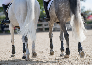 Managing acute severe lameness