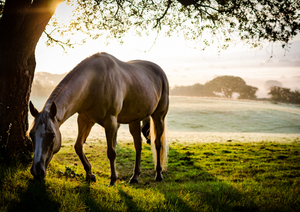 The big challenges of equine parasite control