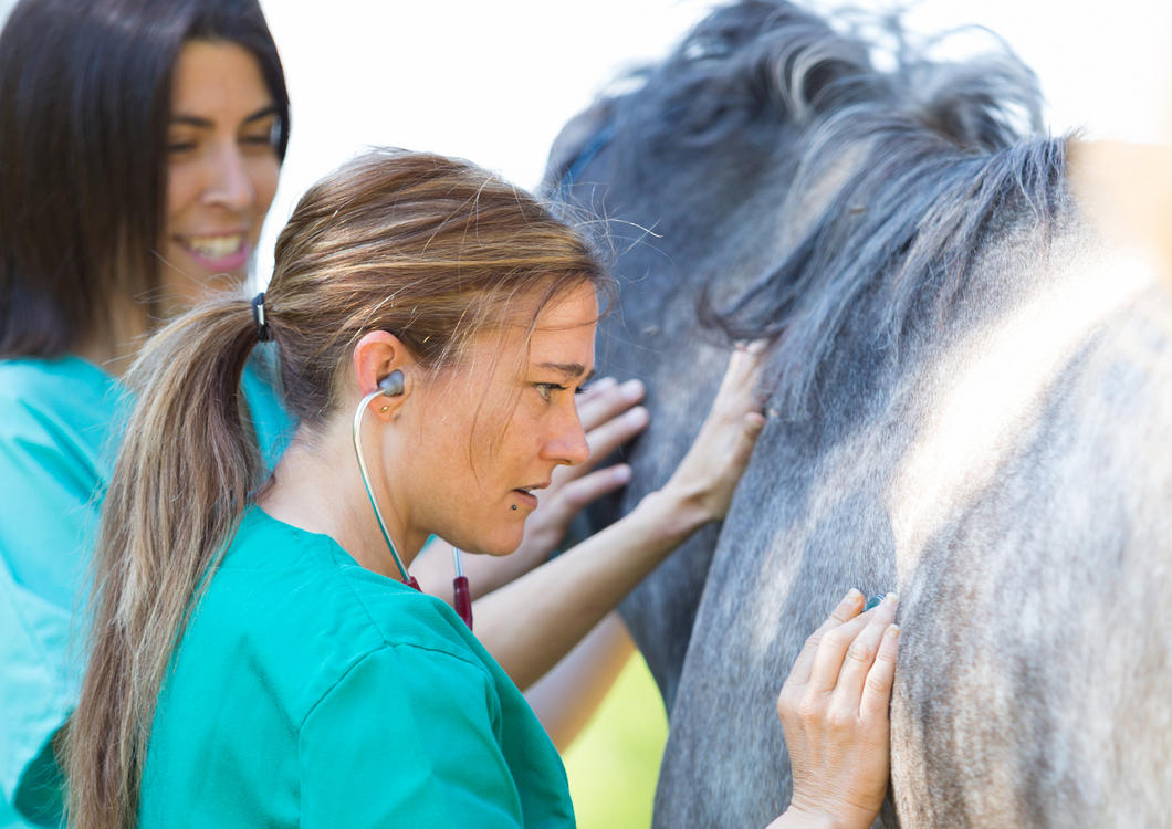 Antimicrobial stewardship in equine practice