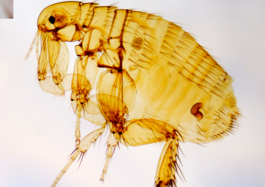 Parasitology: Testing Times? Navigating the current challenges in practice, a Q&A with Cat Henstridge & Ian Wright