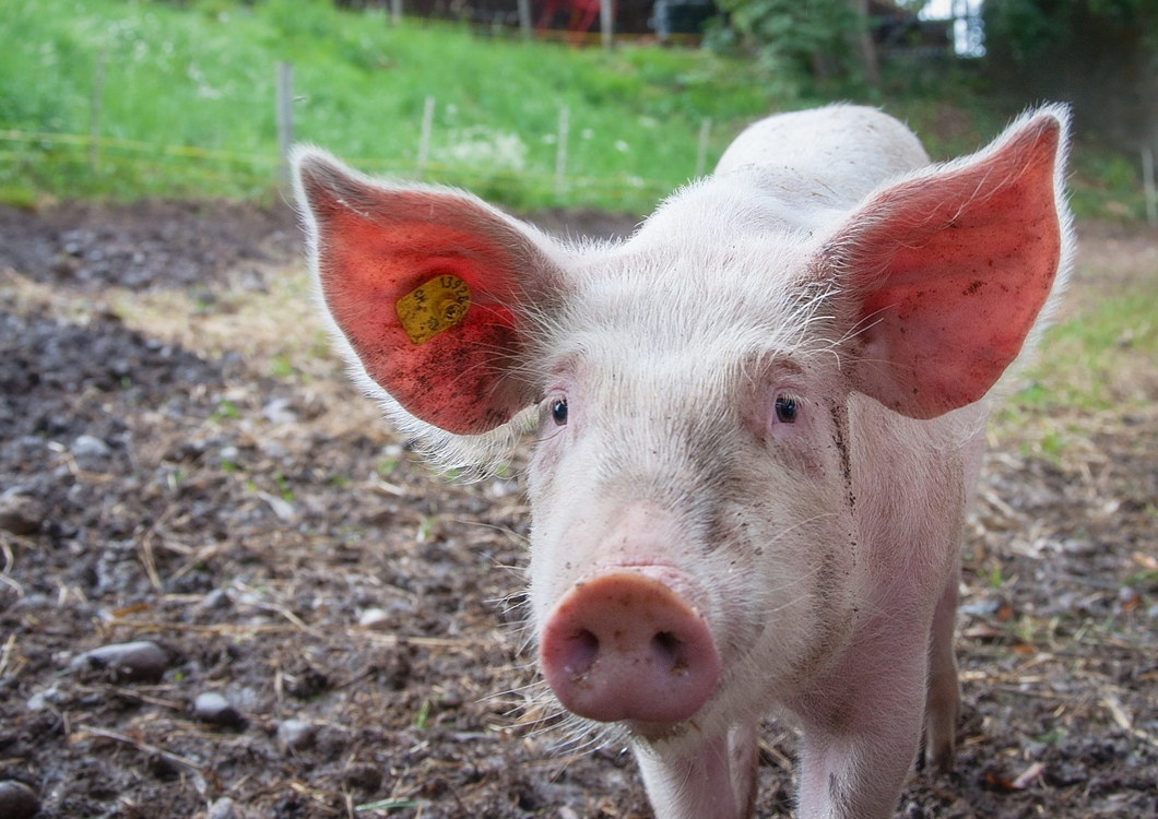A vet's guide to small holder pet pigs
