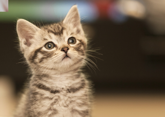 Fat cat, thin cat: nursing the hepatic lipidosis patient