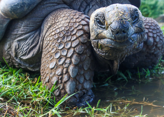 Tortoise medicine and surgery - a general practitioner's guide to what is under the shell