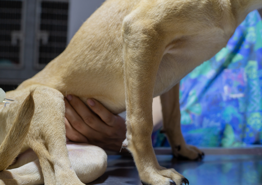 Beyond HGE: managing challenging GI cases