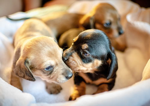 Canine culture wars: who's to blame for the rise in canine fertility clinics?