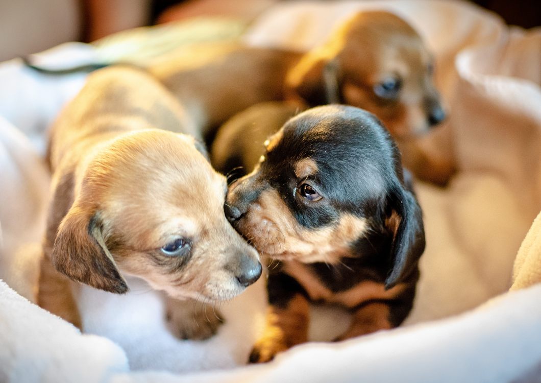 Canine culture wars: who’s to blame for the rise in canine fertility clinics?