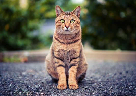 Why are cats always the underdog?