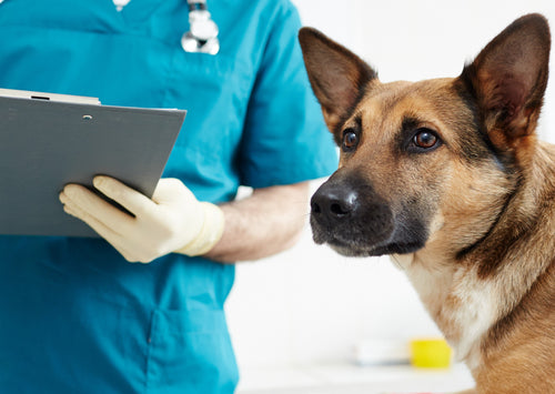 Le coût humain des soins vétérinaires - Causes