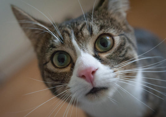 Feline GI Lymphoma vs IBD: The Struggle is Real