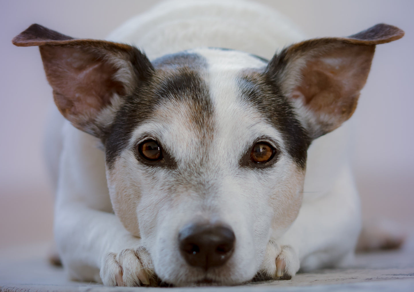 Ce qui monte doit descendre: diagnostic et gestion du glaucome