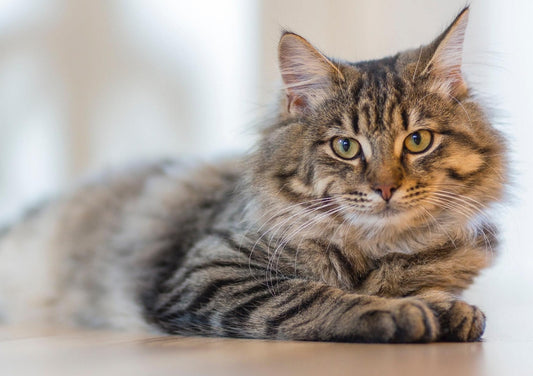 Feline Triaditis