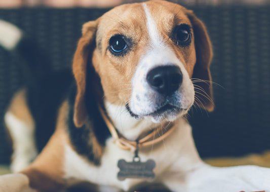 Photodynamic Therapy for Canine Brain Tumors