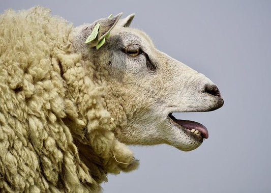Iceberg Diseases in Sheep - Their Impacts on Flocks and Control Measures