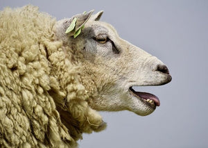 Maladies iceberg chez les moutons - Leurs impacts sur les troupeaux et les mesures de lutte