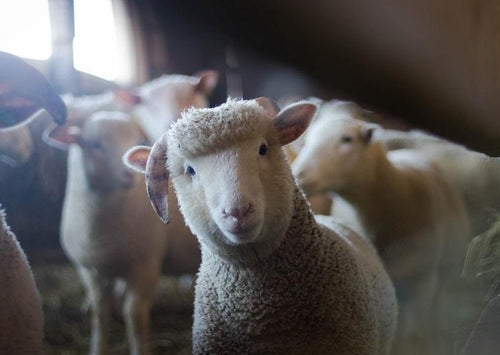Oligo-éléments chez les moutons - sont-ils vraiment un remède à tous?