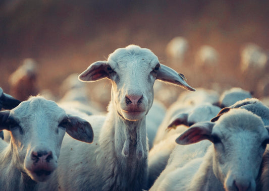 Responsible Usage of Antibiotics in the Dairy Industry: a Review of the Dutch Approach