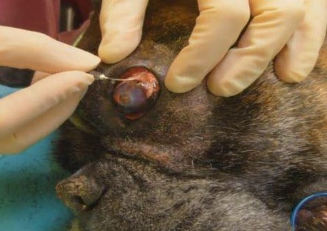 Akuter Schmerz beim Kleintier