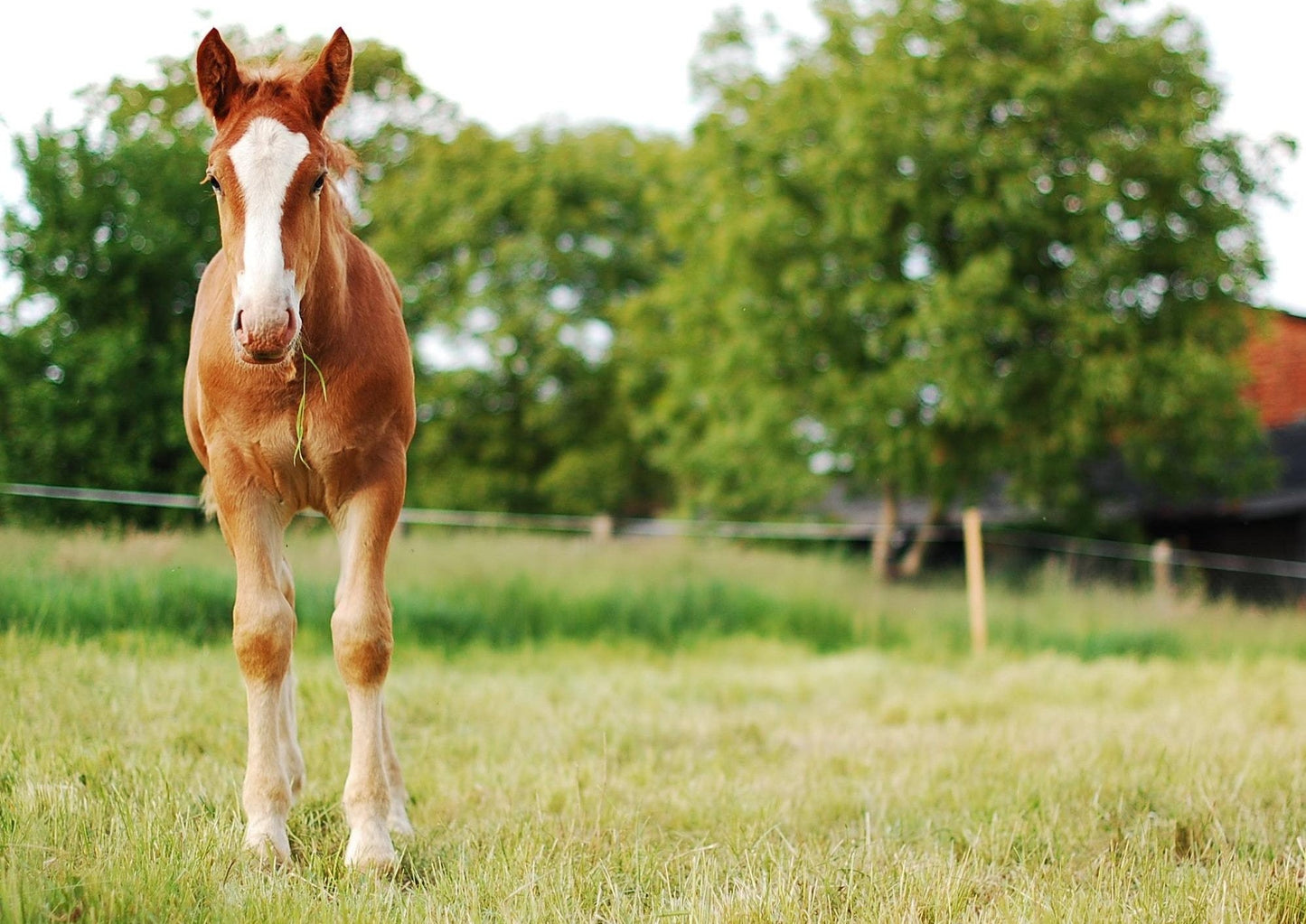 Au-delà des opioïdes : massage médical pour la direction de douleur