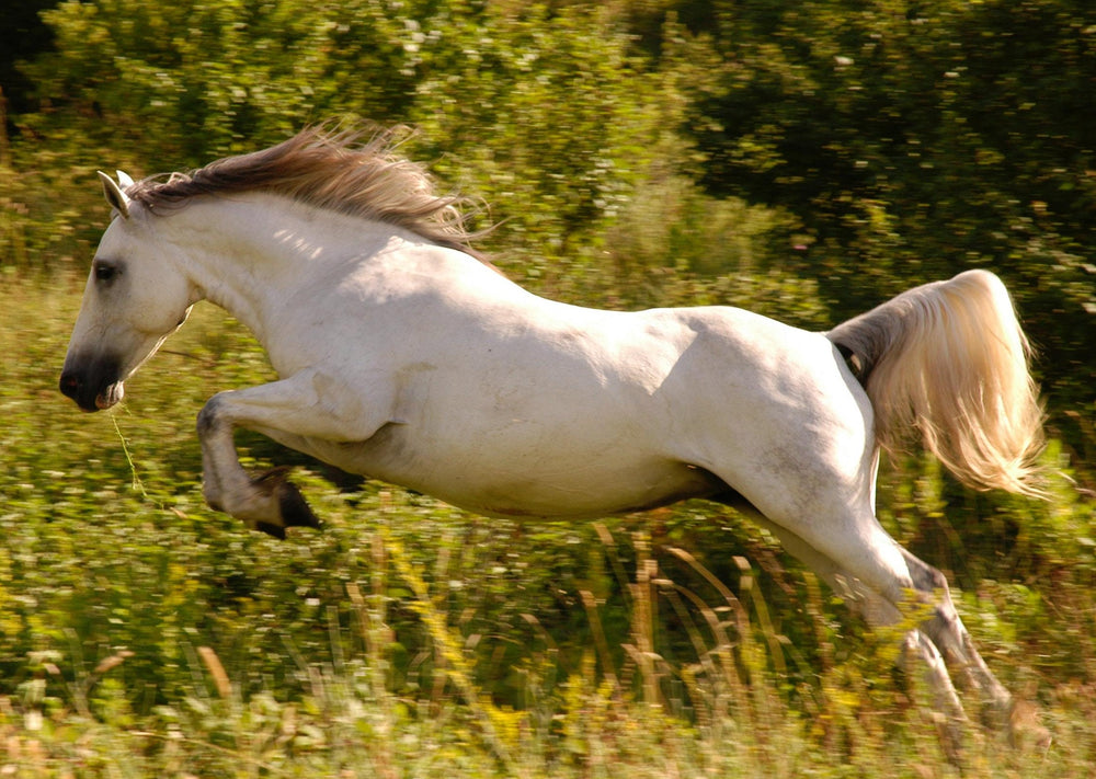 Sacro-iliaque de la Maladie dans les Sports, les Chevaux de