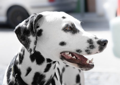 Chronic Hepatitis - Latest Update in the Dog