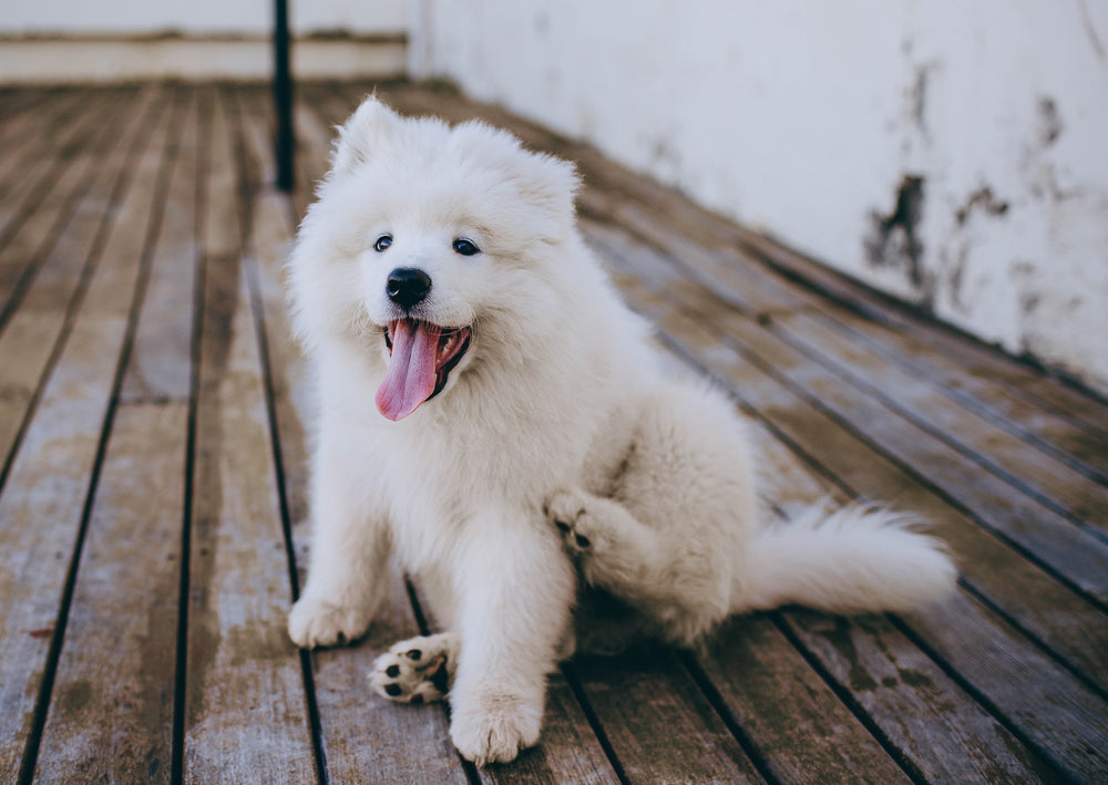 Integrating Radiosynoviorthesis into the Multimodal Management of Canine OA