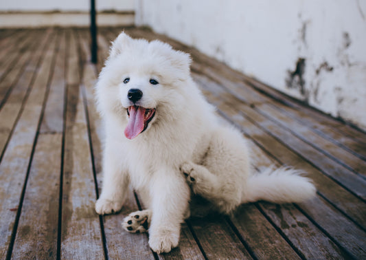 Integrating Radiosynoviorthesis into the Multimodal Management of Canine OA