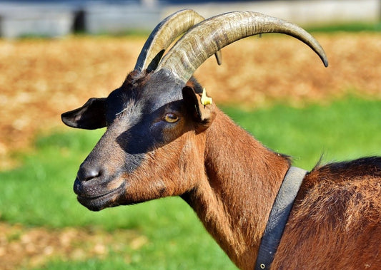 Oh No. I've Got to See a Goat - Treatments and Procedures