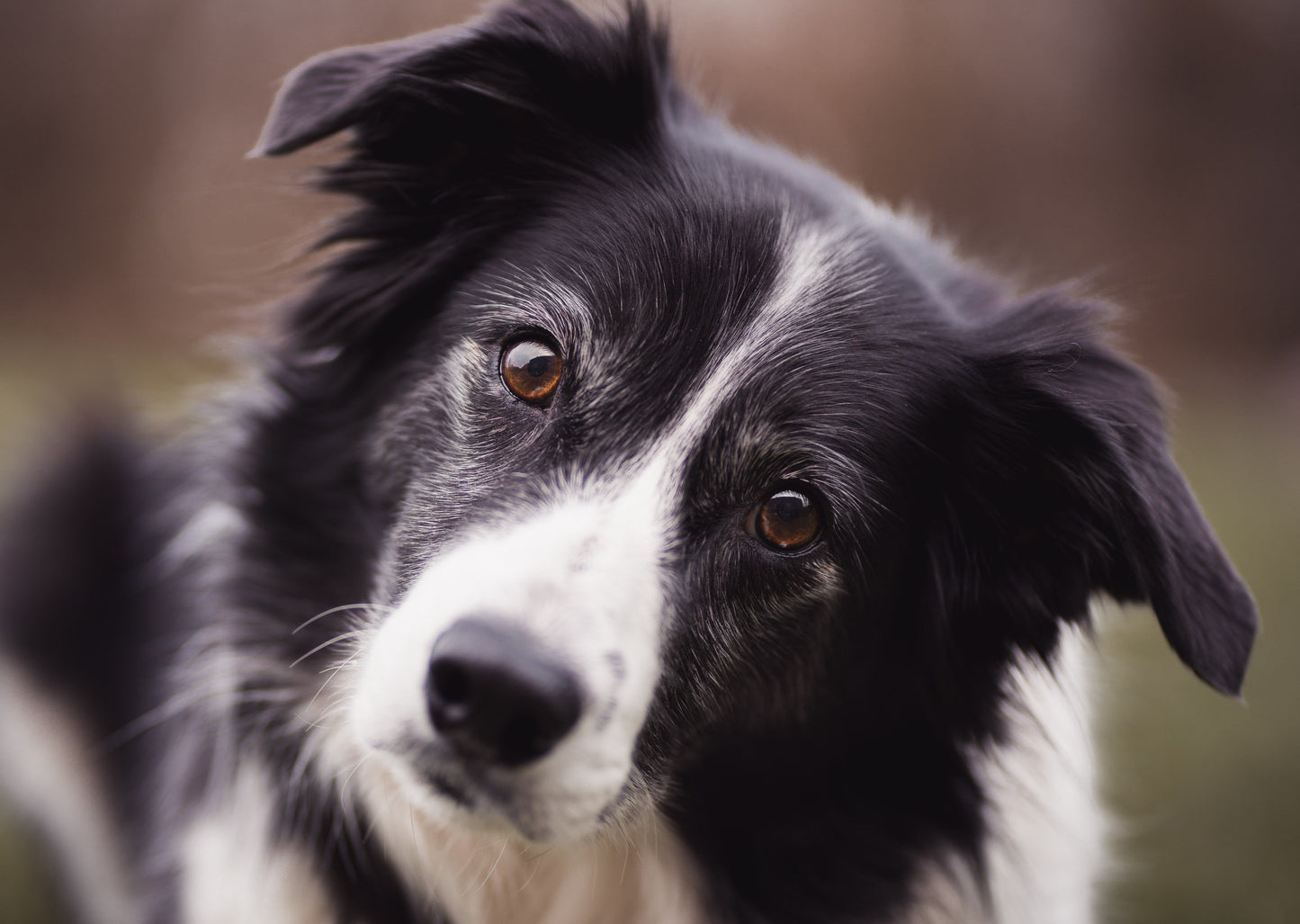 Allergie alimentaire: Est-il Vraiment aussi Commun que les Propriétaires et les Magasins pour Animaux de compagnie en Pensez?